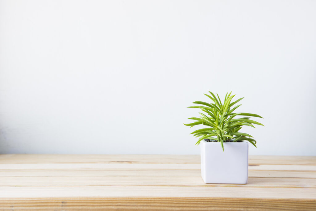 desk plants